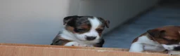 Jack Russell dogs for sale: *** 5 stunning puppies available *** - Advert 21