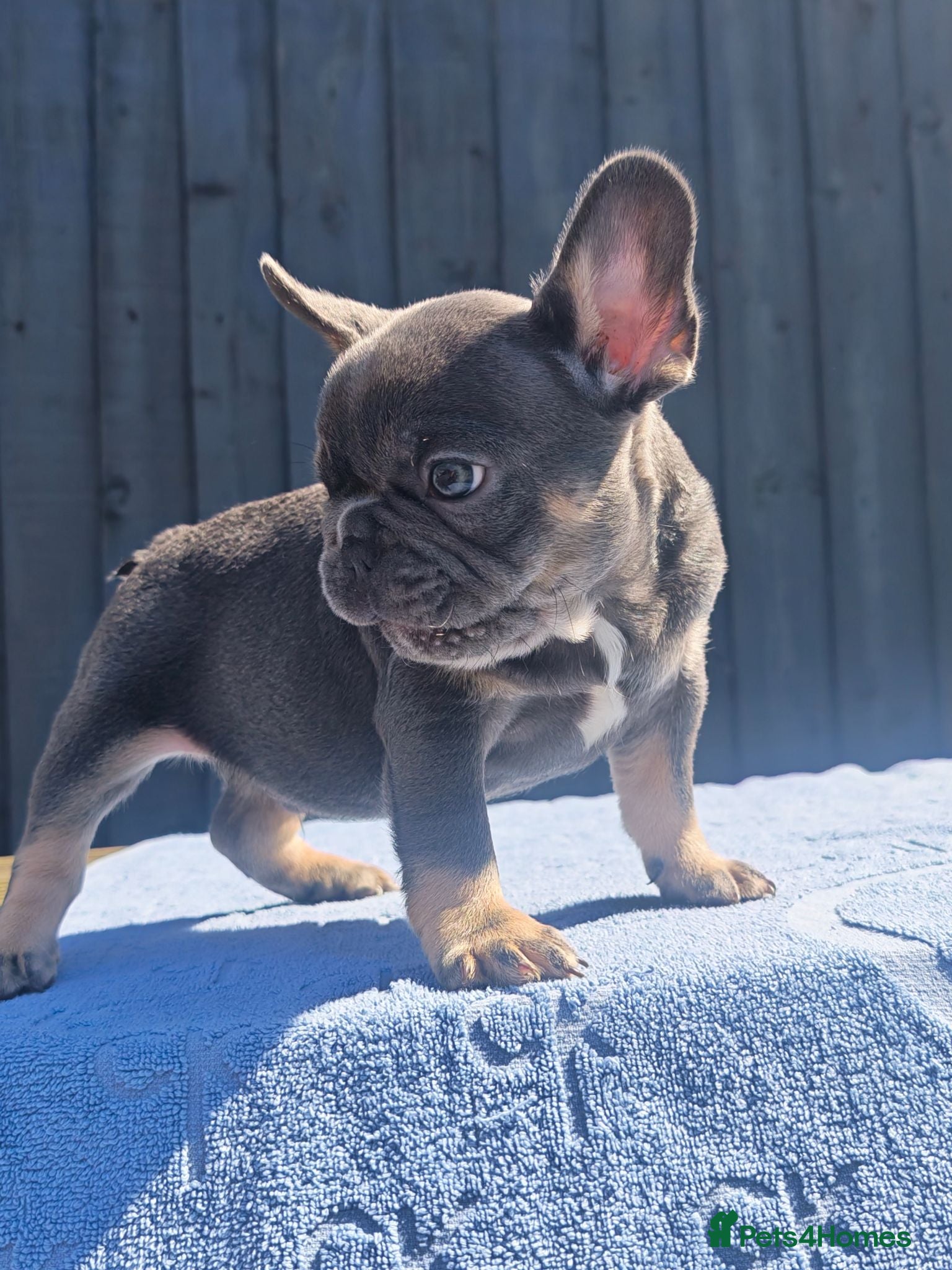 French Bulldog dogs Small and stocky french bulldogs  - Advert 1