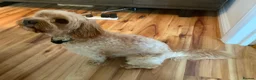 Cavapoo dogs for sale: F1 Cavapoo, 2 year old - Loving Home Needed in Norwich - Advert 7