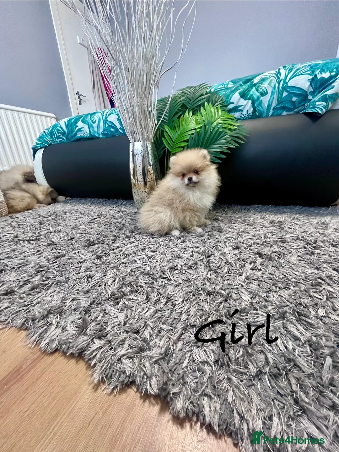 Pomeranian dogs for sale: Top Quality 🐻 Teddy Face  - Advert 2