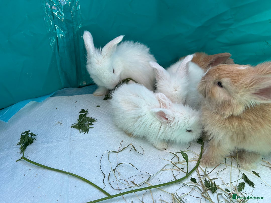 Angora rabbits for sale: 🩷  💙 Full Faced English Angora Babies  in Maidstone - Image 9