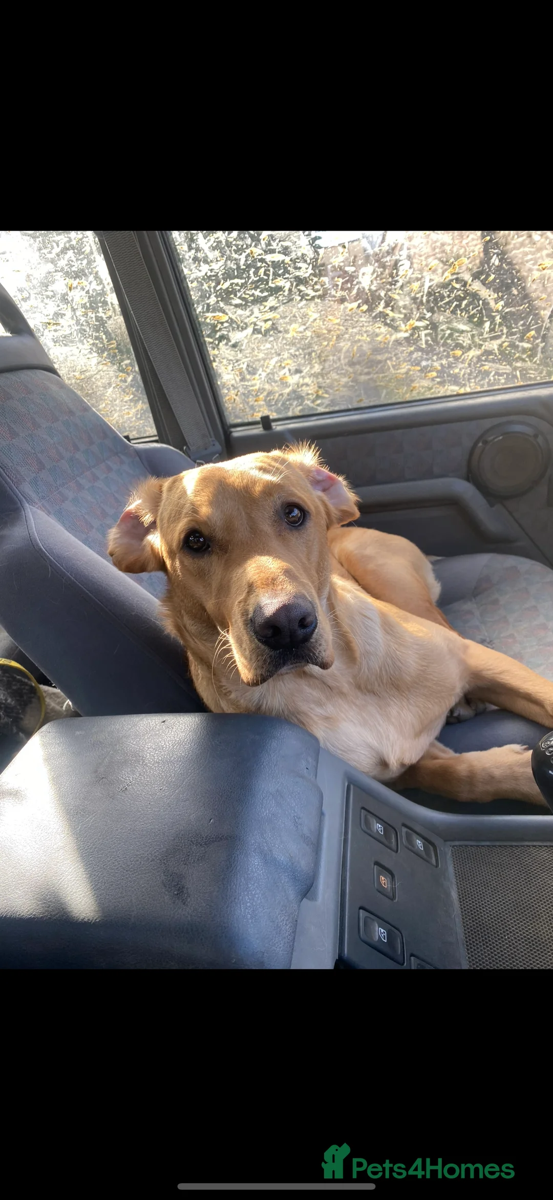 Labrador Retriever dogs for stud: Stunning Fox Red Labrador (Stud) PEDIGREE PROVEN - Advert 2