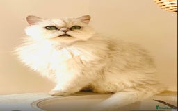 Persian cats for sale: Persian Chinchilla female - Image 1