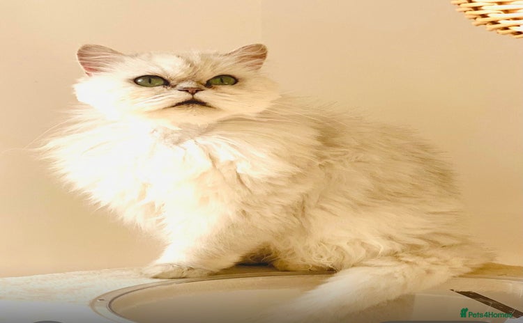 Persian cats - Advert 1