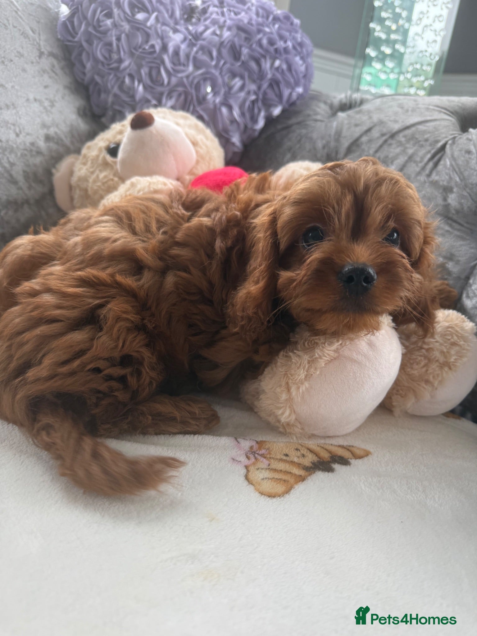 Cavapoo dogs Stunning cavapoo pups - Advert 1