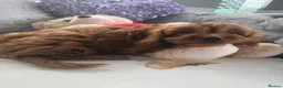 Cavapoo dogs for sale: Stunning cavapoo pups - Advert 1