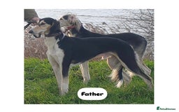 Saluki dogs for sale: KC registered Saluki puppies - Image 15