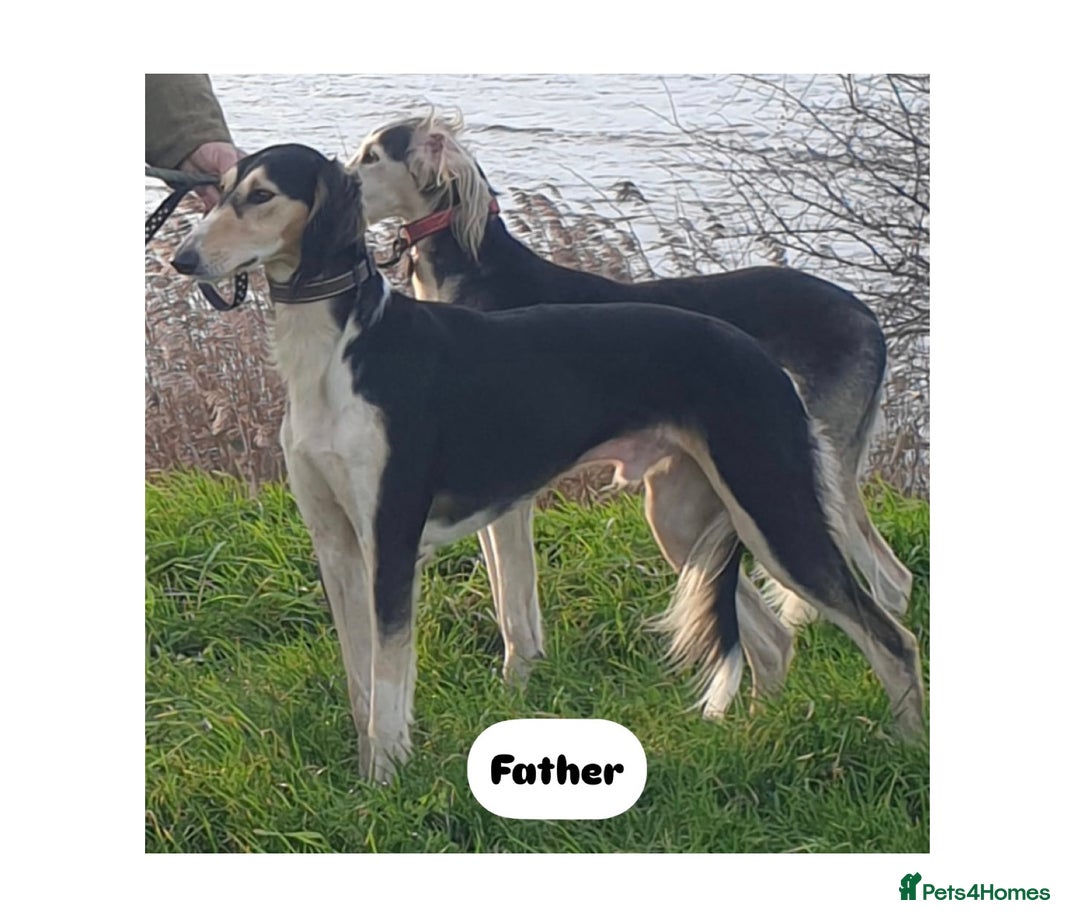Saluki dogs for sale: KC registered Saluki puppies - Image 15