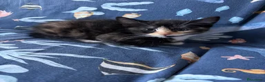 Domestic Shorthair 3