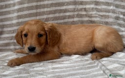 Golden Retriever dogs for sale: Ready🏡 health tested Golden Retriever babies🤍🧬 - Image 10