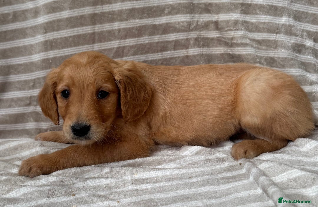 Golden Retriever dogs for sale: Ready🏡 health tested Golden Retriever babies🤍🧬 - Image 10