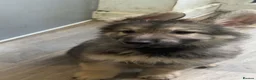 German Shepherd dogs for sale: German Shepherd - Advert 6