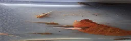 Axolotl reptiles for sale: Juvie Axolotls Assorted Colours - Advert 2