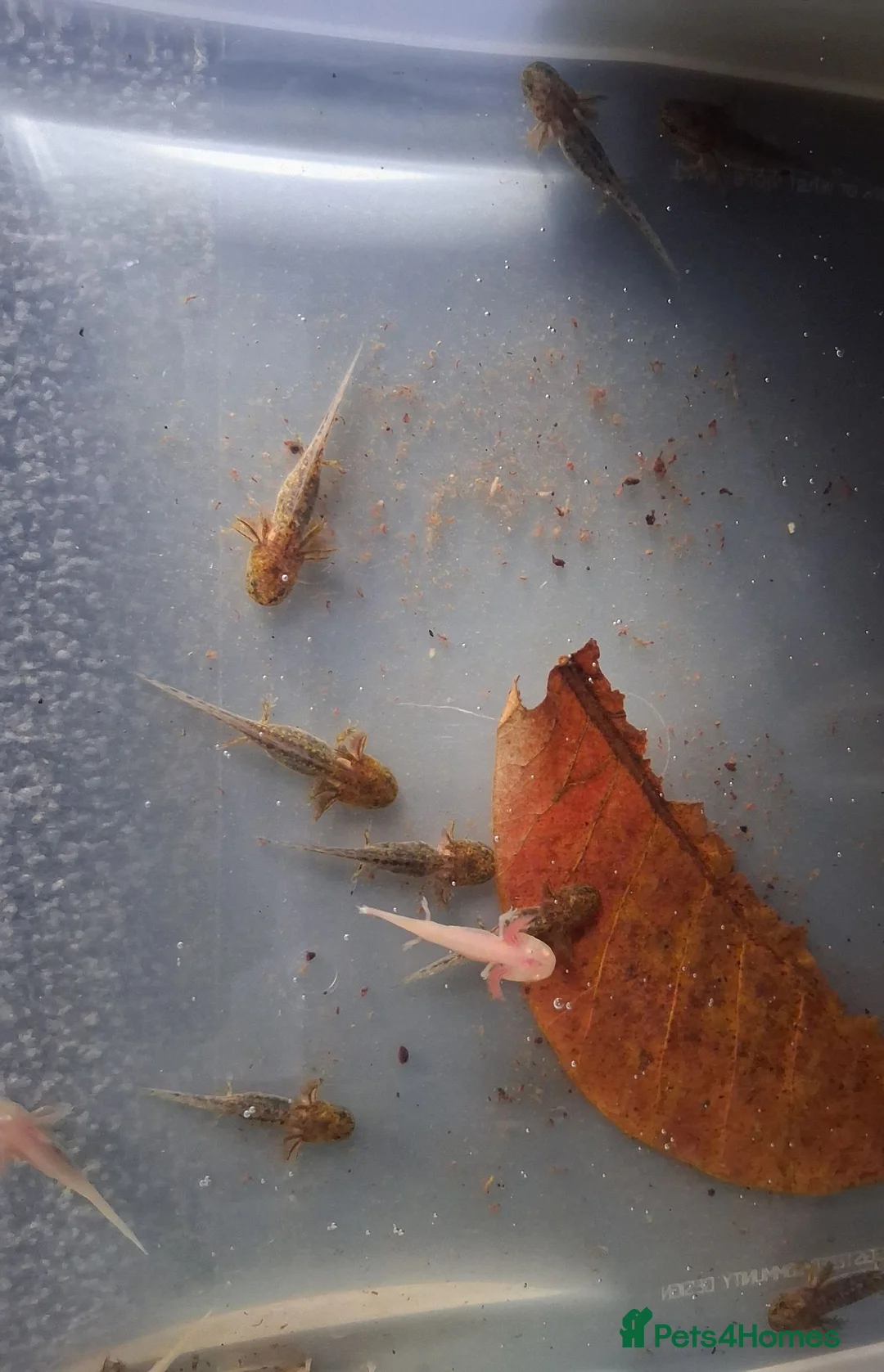 Axolotl reptiles for sale: Juvie Axolotls Assorted Colours - Advert 2