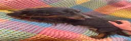 Mixed Breed dogs for sale: Dachshund/terrier puppies  - Advert 3