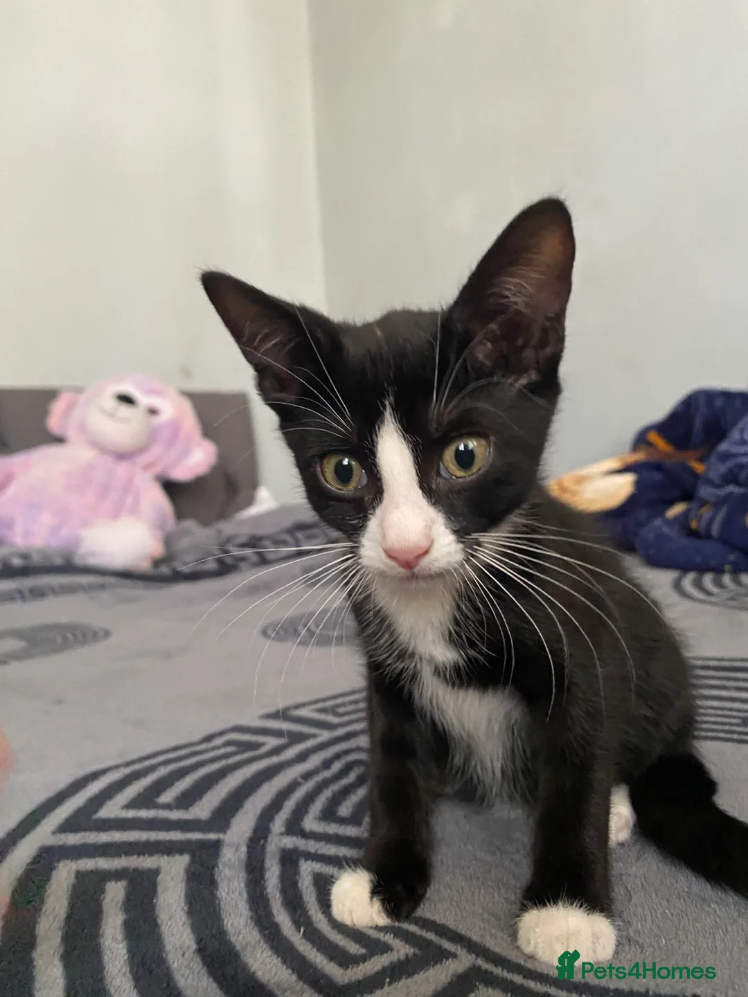 Mixed Breed cats for sale: 4 beautiful kittens! - Advert 2
