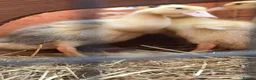 Ducks poultry for sale: Indian Runner Ducklings For Sale in Beverley - Advert 4