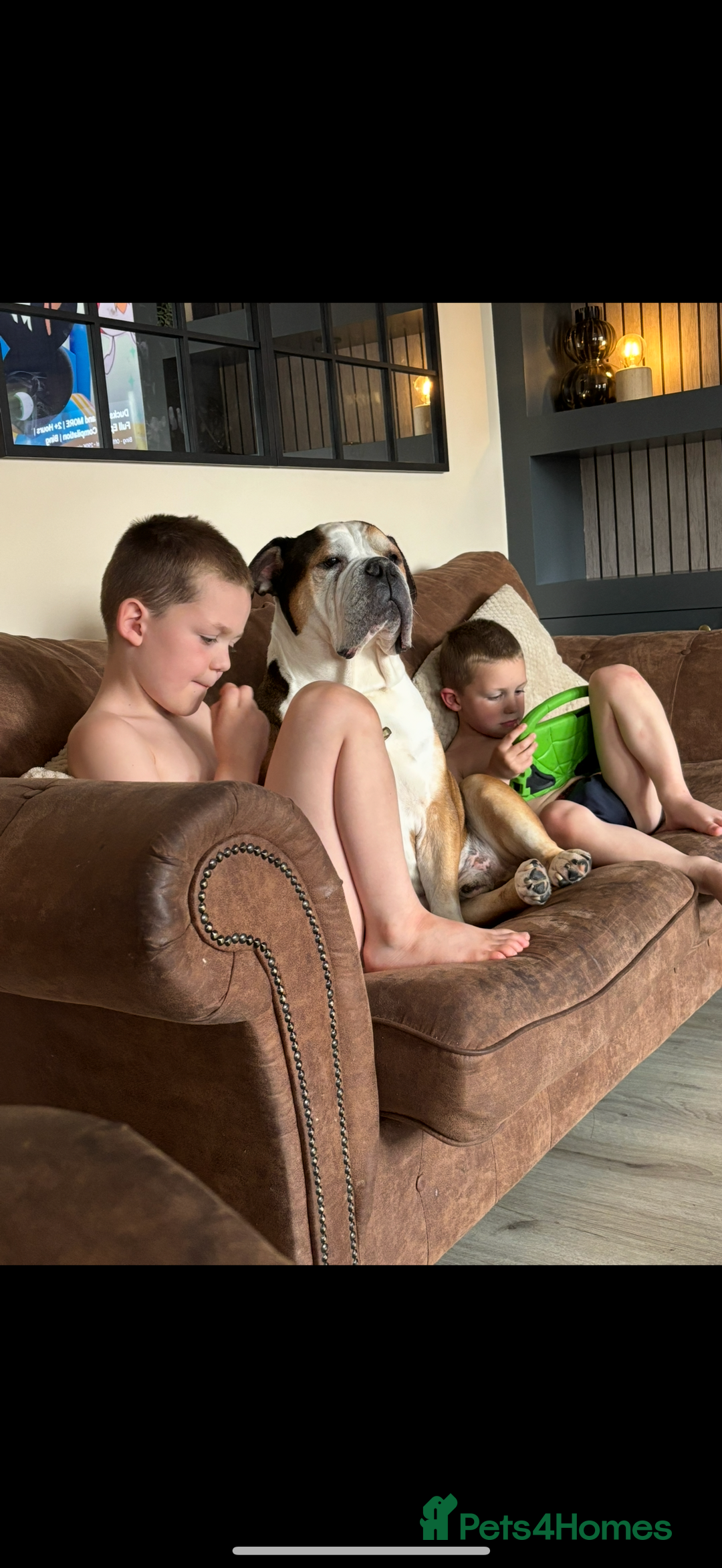 American Bulldog dogs for sale: american bulldog - Image 11