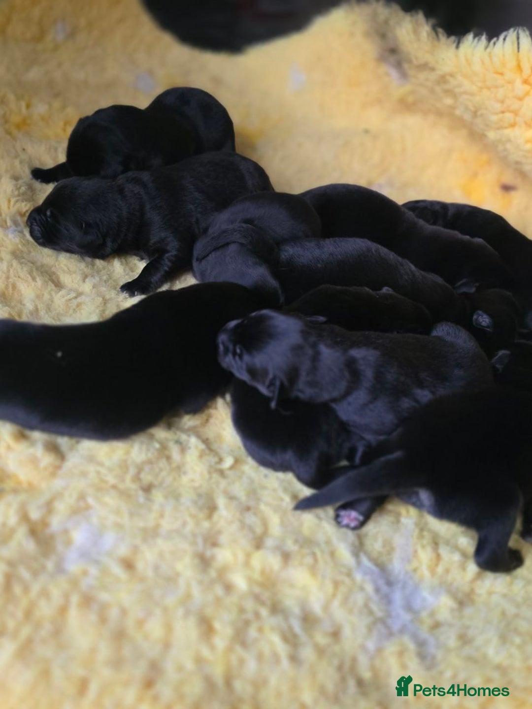 Mixed Breed dogs for sale: Aussiedor puppies - Image 2