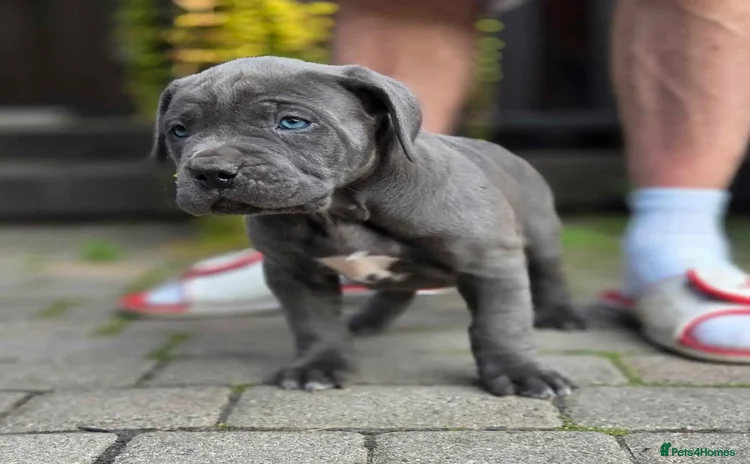 Cane Corso dogs - Advert 7