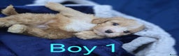 Cavapoo dogs for sale: Health Tested Quality F1 Cavapoo Puppies.  - Advert 12