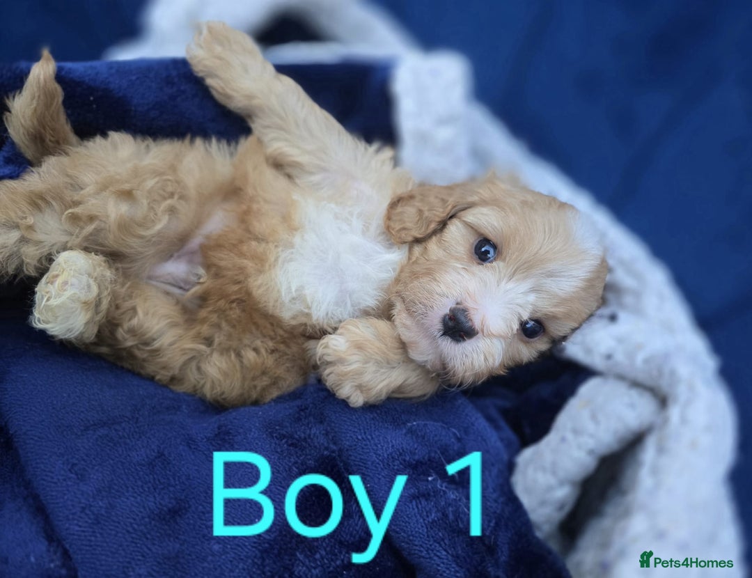 Cavapoo dogs for sale: Health Tested Quality F1 Cavapoo Puppies.  - Advert 12