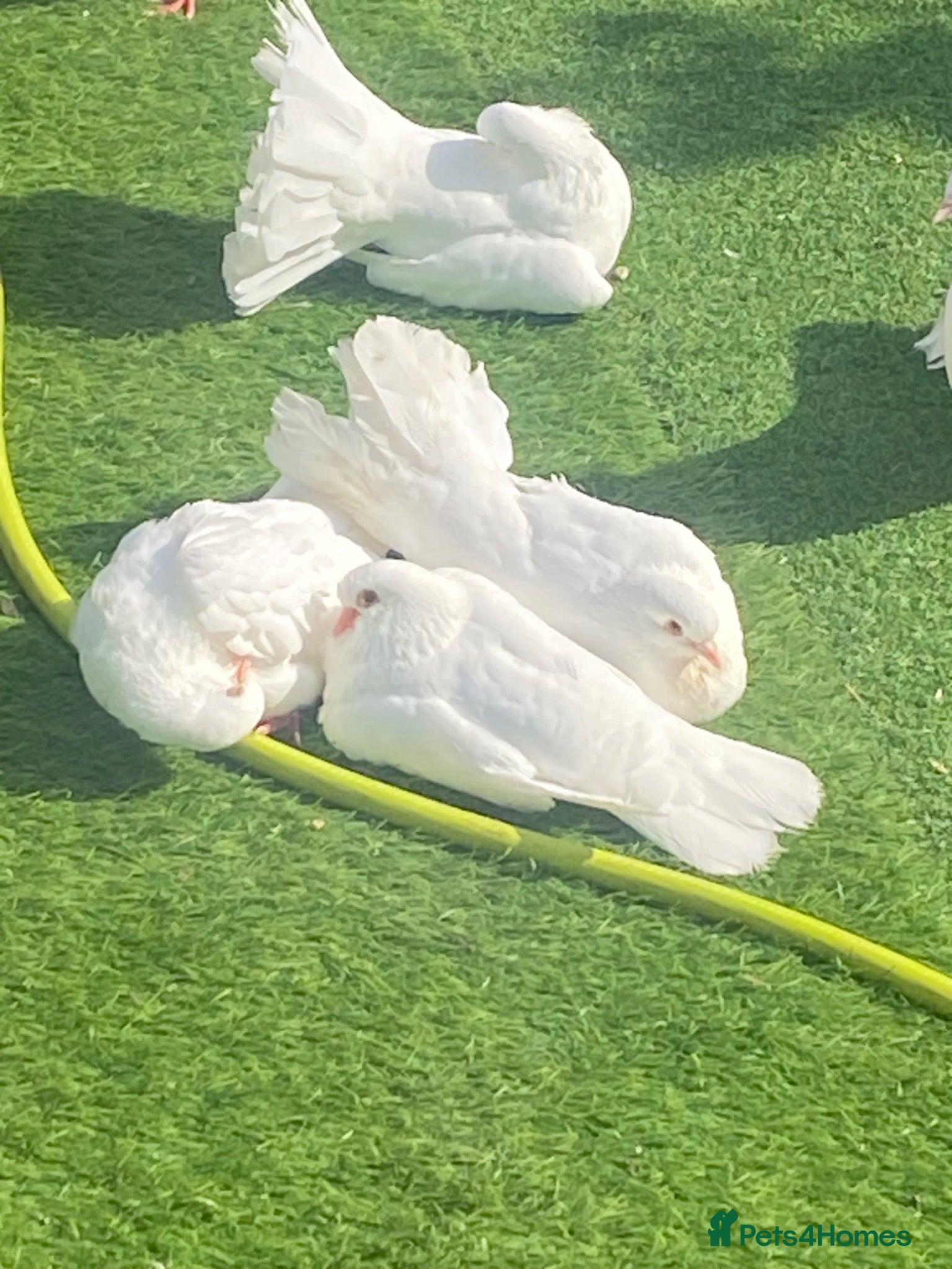 Doves birds White fantail doves - Advert 1