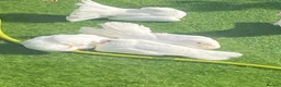 Doves birds for sale: White fantail doves - Advert 1