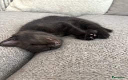 British Shorthair cats for sale: 2 half british short hair kittens left - Image 2