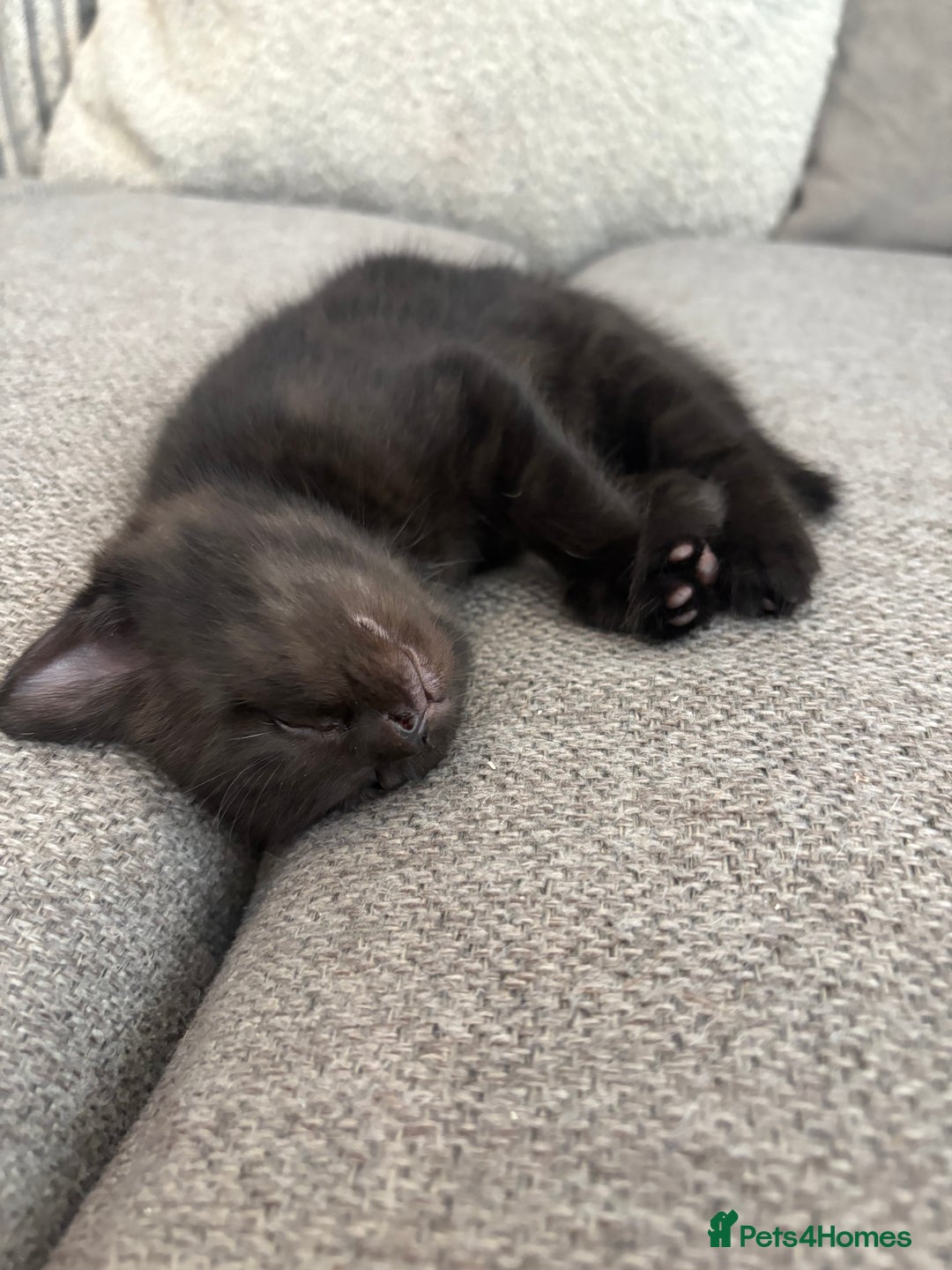British Shorthair cats for sale: 2 half british short hair kittens left - Image 2
