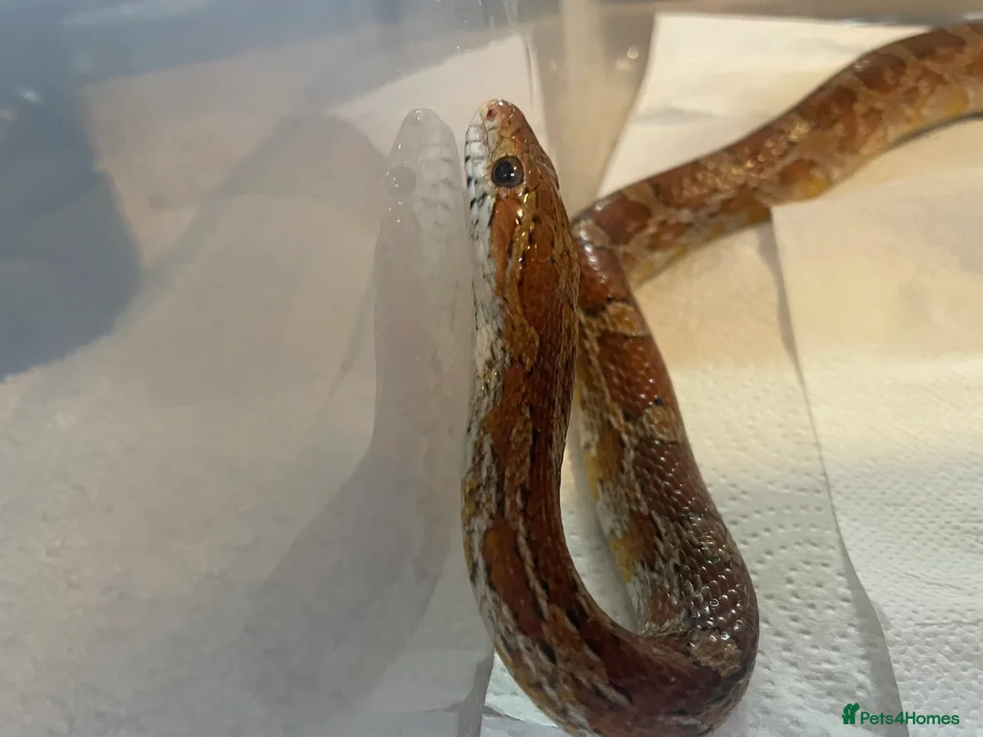 Corn Snake reptiles for sale: Corn snake- Pumkin - Advert 1