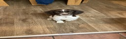 English Springer Spaniel dogs for sale: 1 BOY LEFT!! Working Bred Springer Spaniel.  - Advert 32