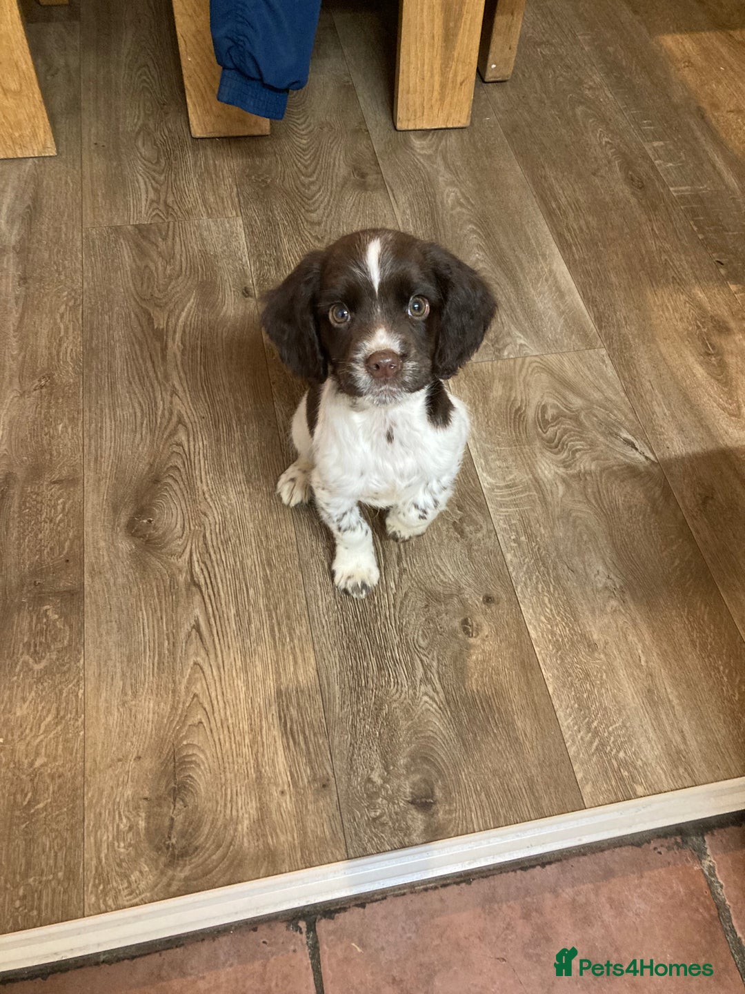 English Springer Spaniel dogs for sale: 1 BOY LEFT!! Working Bred Springer Spaniel.  - Advert 32