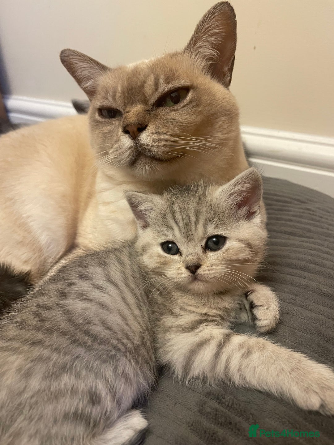 British Shorthair cats for sale: Beautiful GCCF reg BSH female kitten  - Advert 8