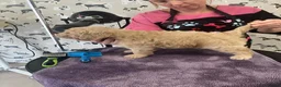 Goldendoodle dogs for sale: Golden doodles F1 in Grimsby - Advert 10