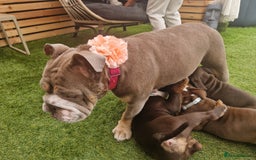 Mixed Breed dogs for sale: 3 Old English bulldog boys £1500  - Image 10