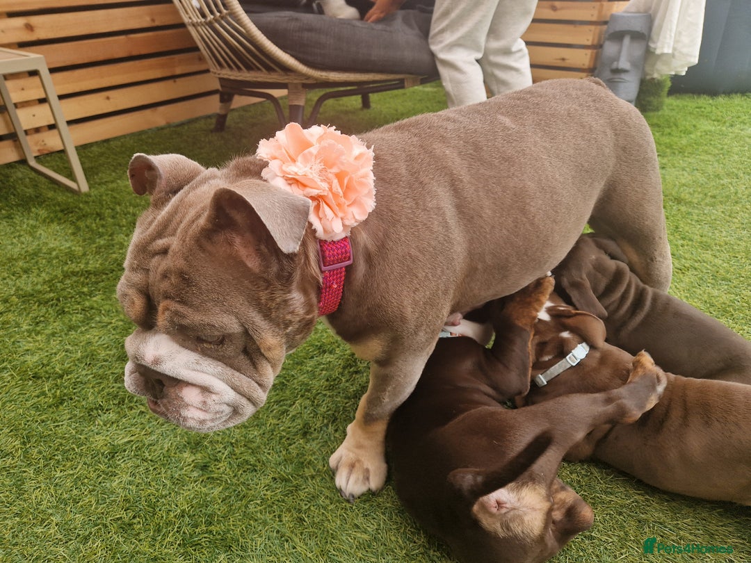 Mixed Breed dogs for sale: 3 Old English bulldog boys £1500  - Image 10