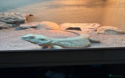 Lizard reptiles for sale: Beard dragon called Fearless  - Advert 6