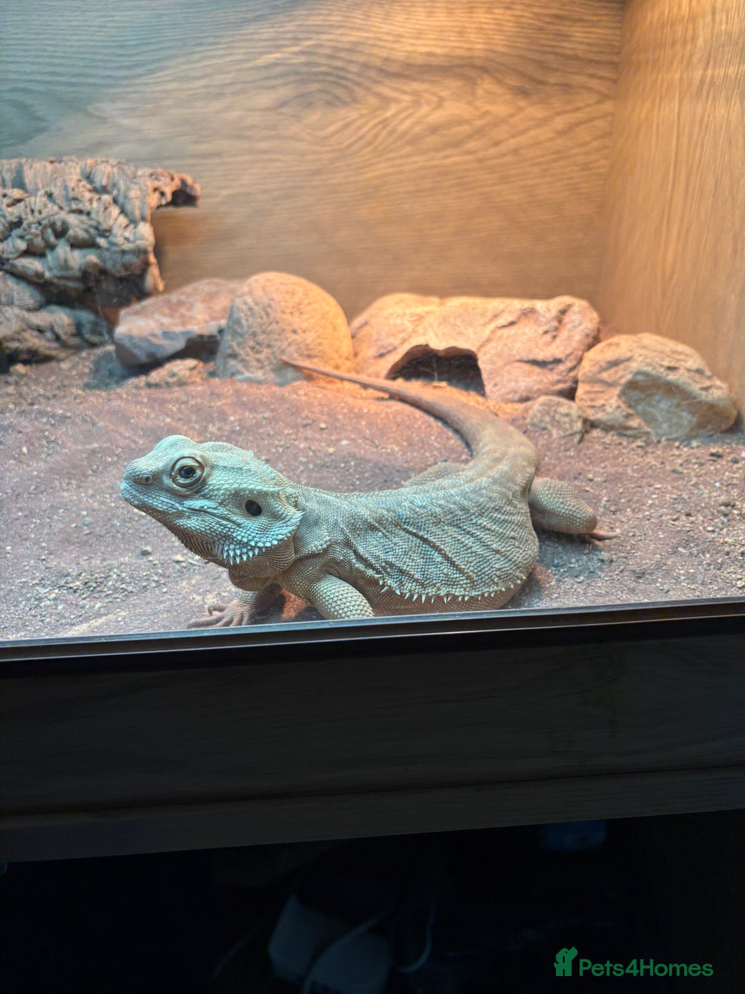 Lizard reptiles for sale: Beard dragon called Fearless  - Advert 6