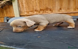 Jack Russell dogs for sale: Pure Jack Russells Rare colored  - Image 7