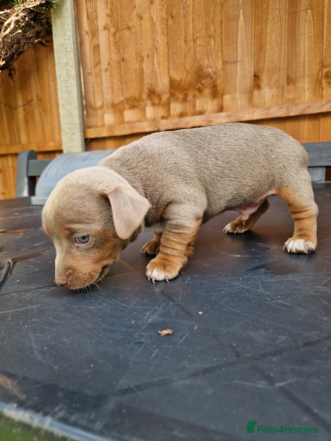 Jack Russell dogs for sale: Pure Jack Russells Rare colored  - Image 7
