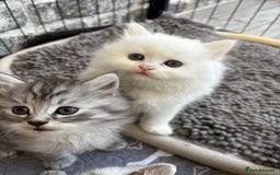 Persian cats for sale: Persian x kittens , 2 separate litters - Advert 7
