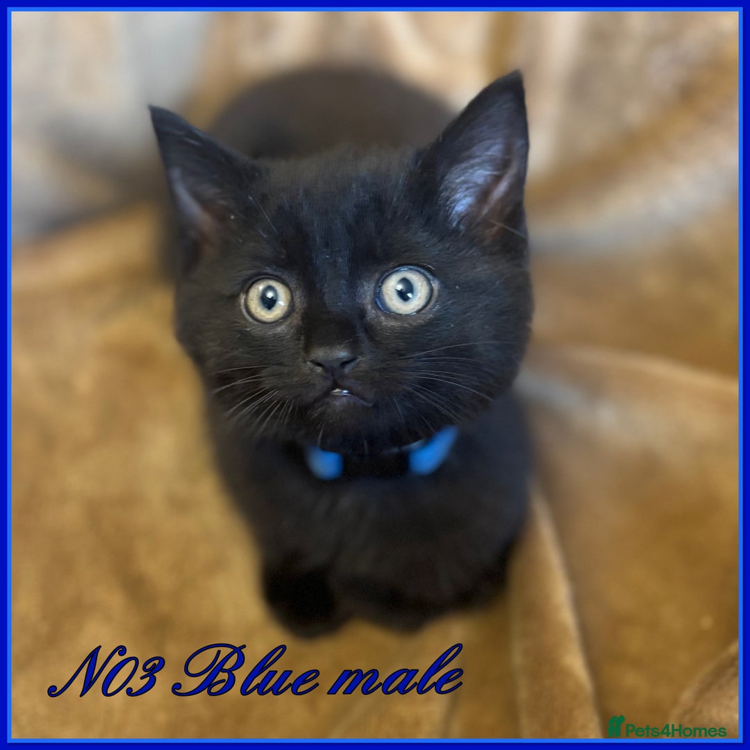 Mixed Breed cats for sale: Grey &Black mixed breed kittens  - Image 3