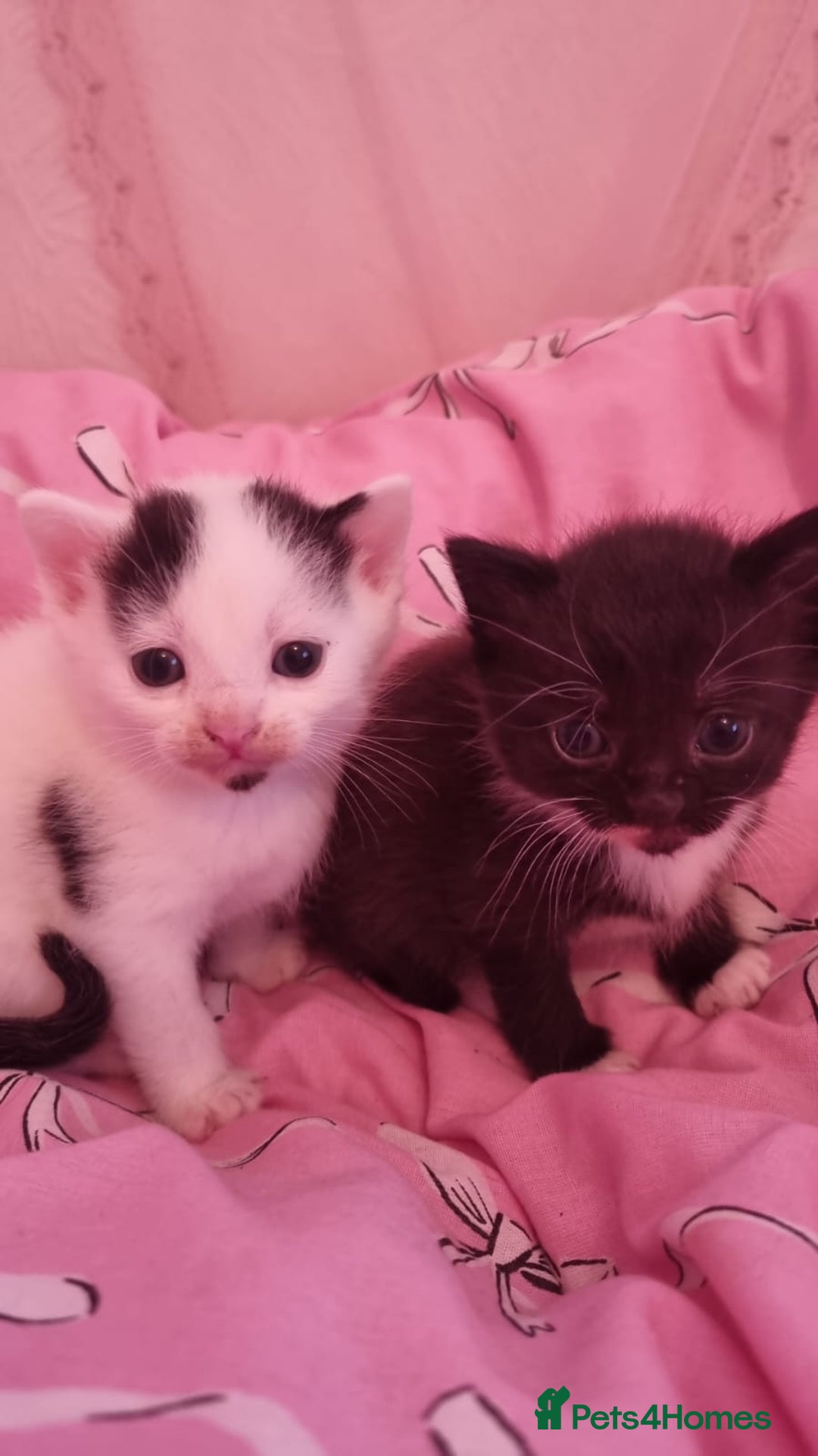 Mixed Breed cats for sale: 4 beautiful kittens for sale ♡ - Advert 4