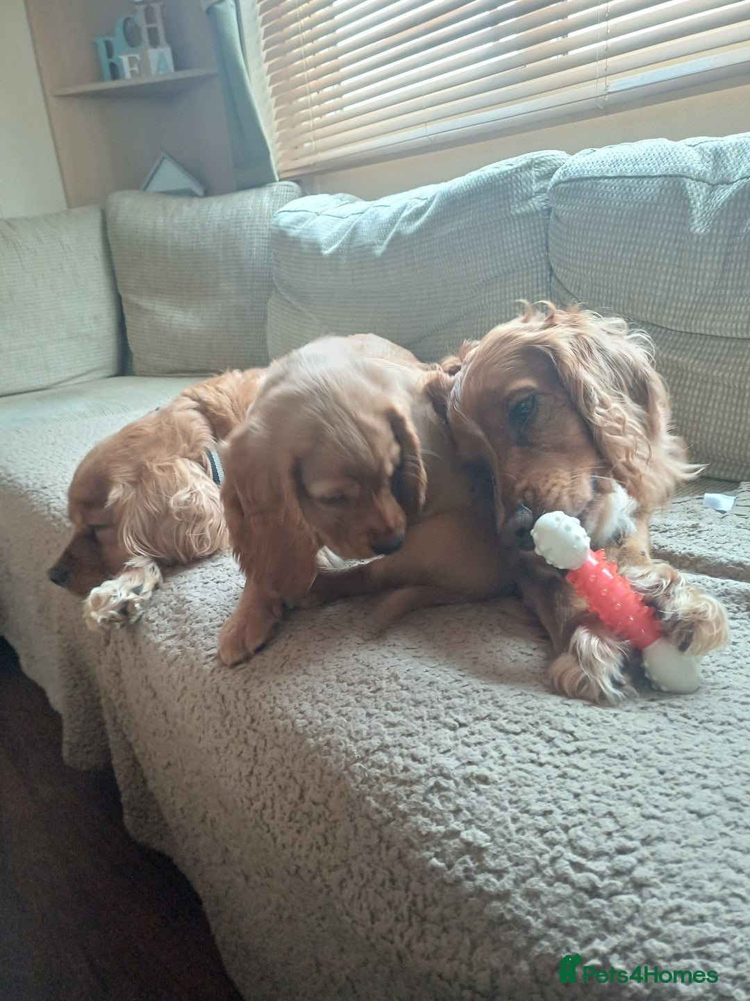 Cocker Spaniel dogs for sale: *Ready now*Stunning working cocker spaniel puppies - Image 4