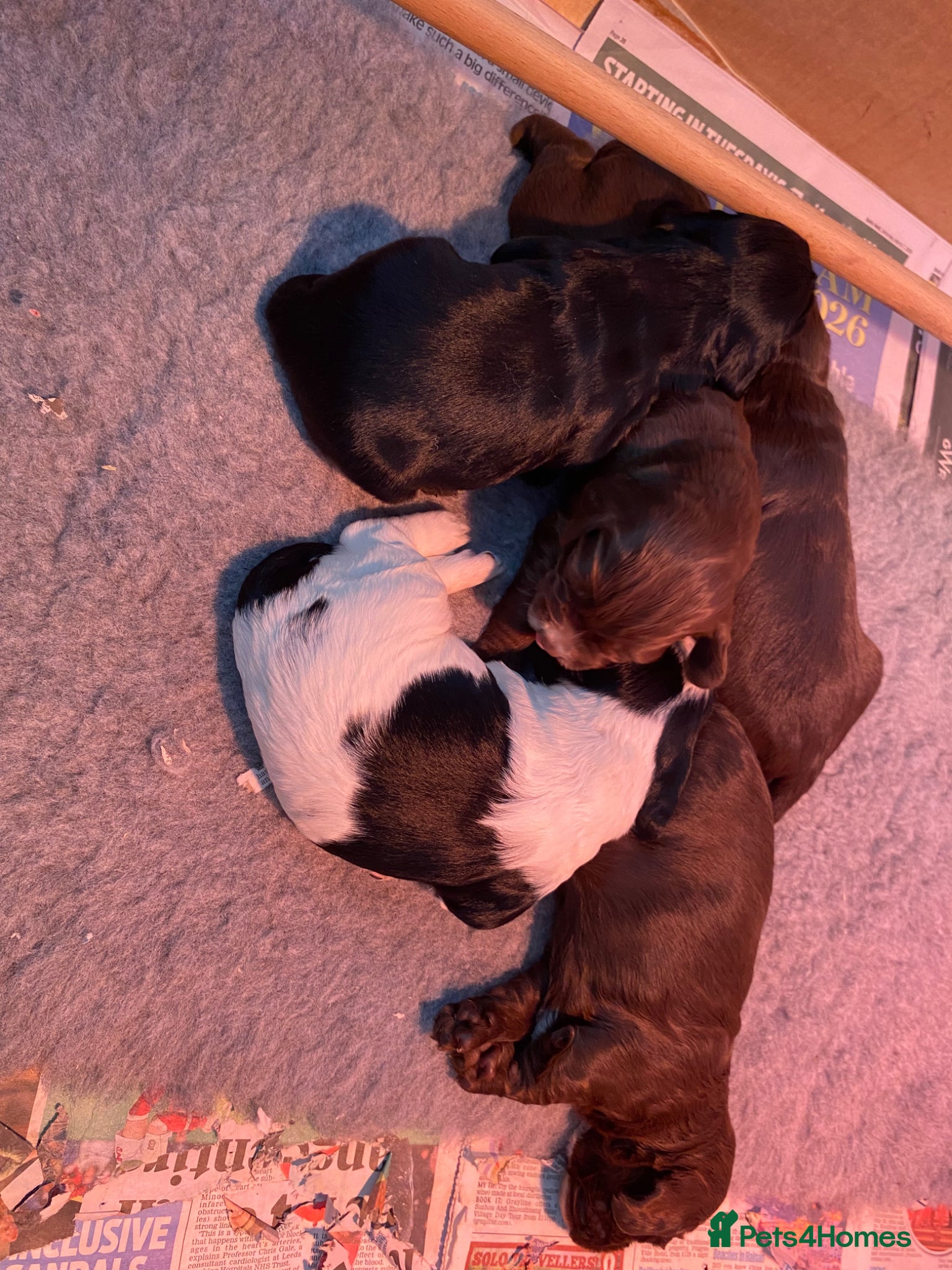 Sprocker dogs for sale: Beautiful Working Cocker Pups  - Advert 1