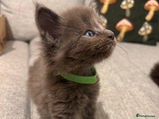 Maine Coon cats Halloween babies 🎃🐈⬛ - Advert 2