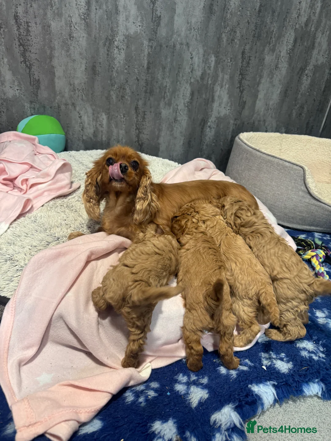 Cavapoo dogs for sale: DNA tested F1 Cavapoo puppies - Advert 2