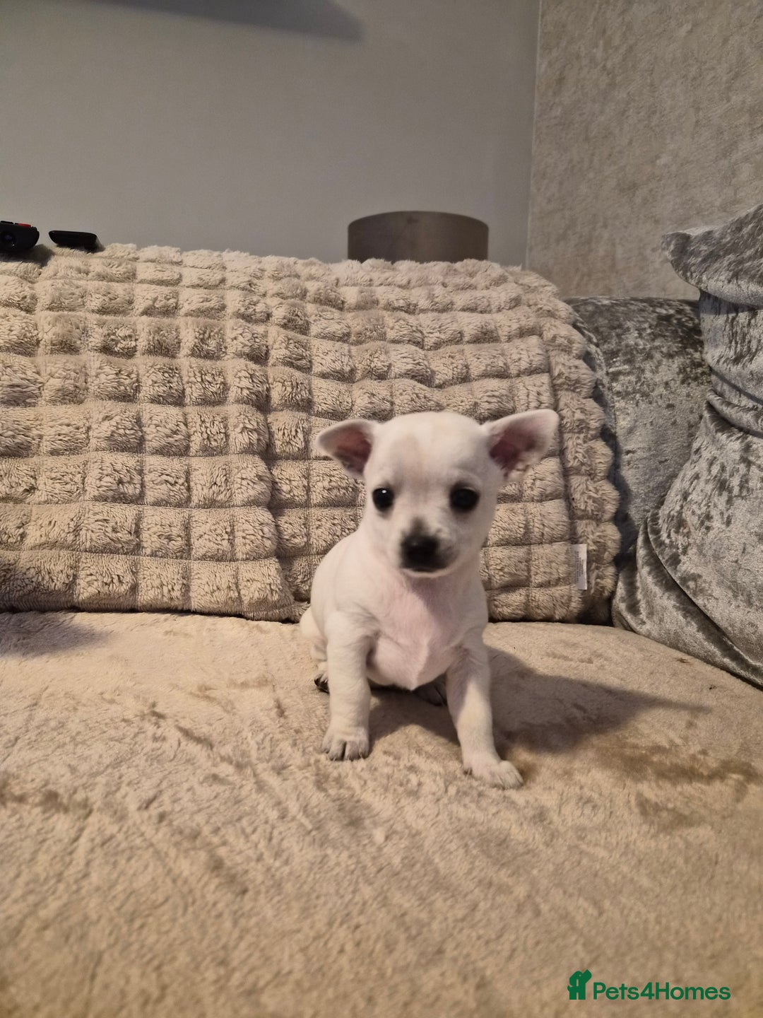 Chihuahua dogs for sale: White Lilac female chihuahua  - Image 4
