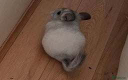 Chinchilla rodents for sale: Chinchilla mosaic male 10 weeks  - Advert 4